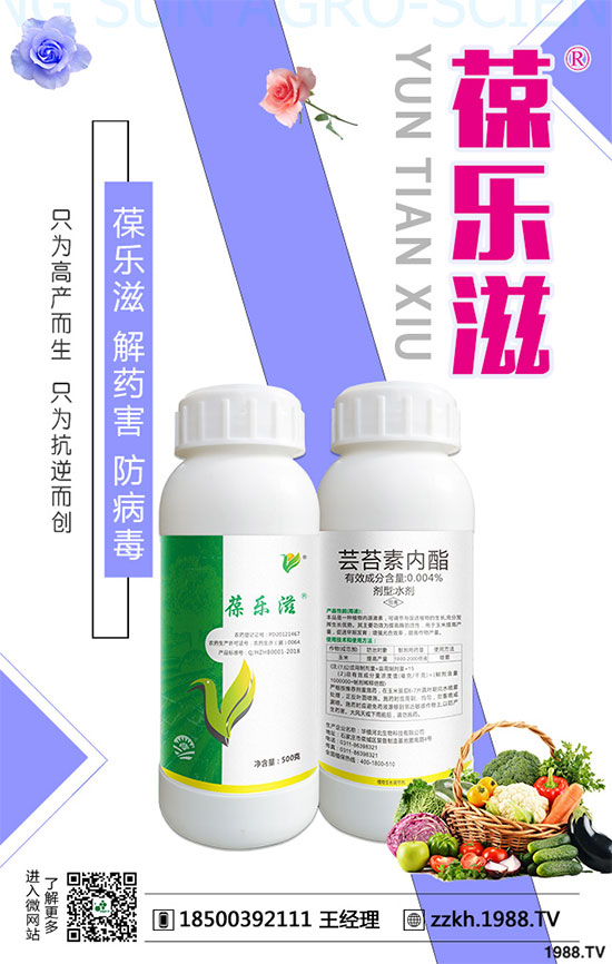 花椰菜黑腐病危害有哪些?花椰菜黑腐病的防治措施!