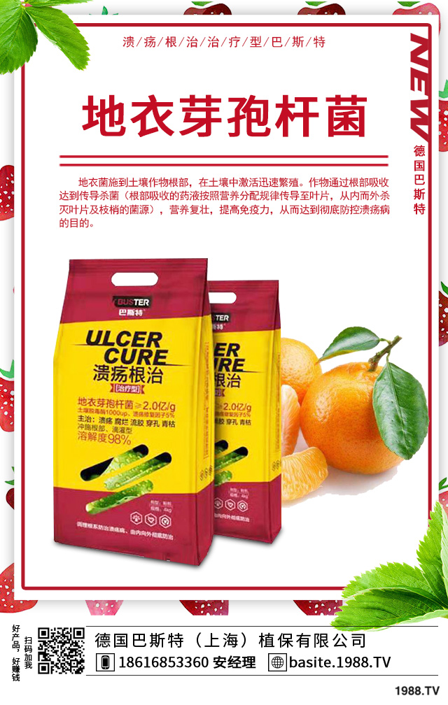 富貴竹葉尖枯怎么辦？富貴竹葉尖枯病因及防治