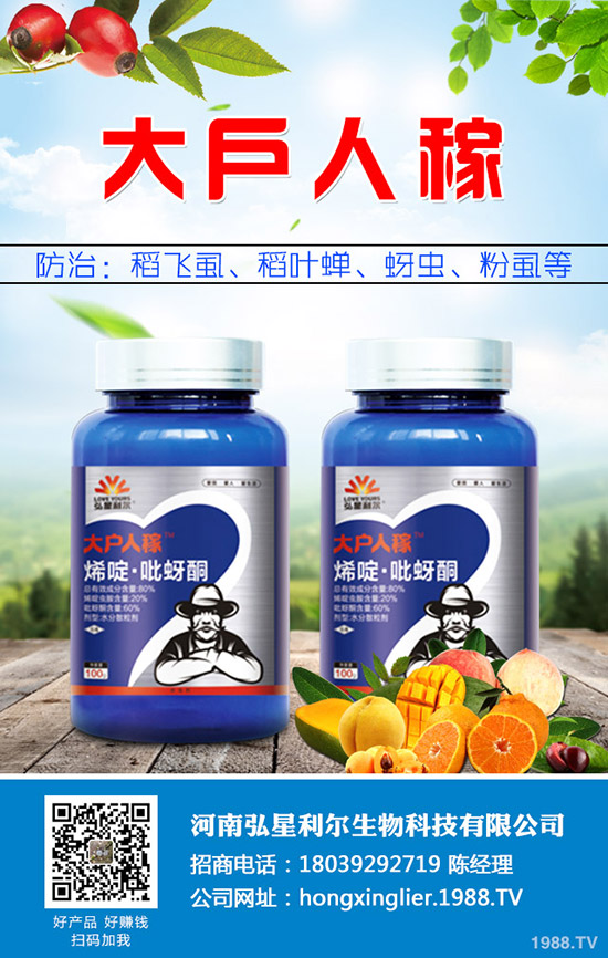 洋蔥種植后要怎么管理?洋蔥種植管理技術(shù)要點(diǎn)!