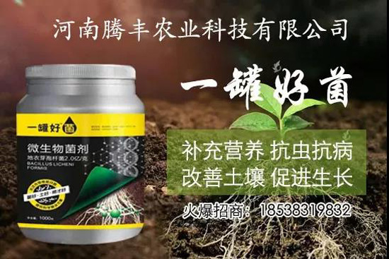 葛根種植幾年可以賣,高產(chǎn)葛根種植方法!