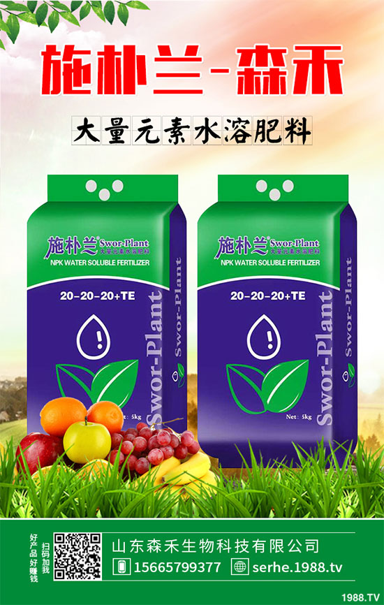 馬鈴薯價格不斷升高,能否繼續(xù)堅挺?2020年馬鈴薯種植前景分析