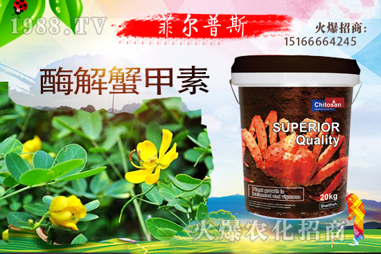 龍葵怎么種植?龍葵種植技術要點!