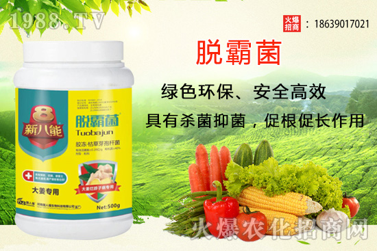 花生種植選什么品種?花生種植前景分析及品種推薦!