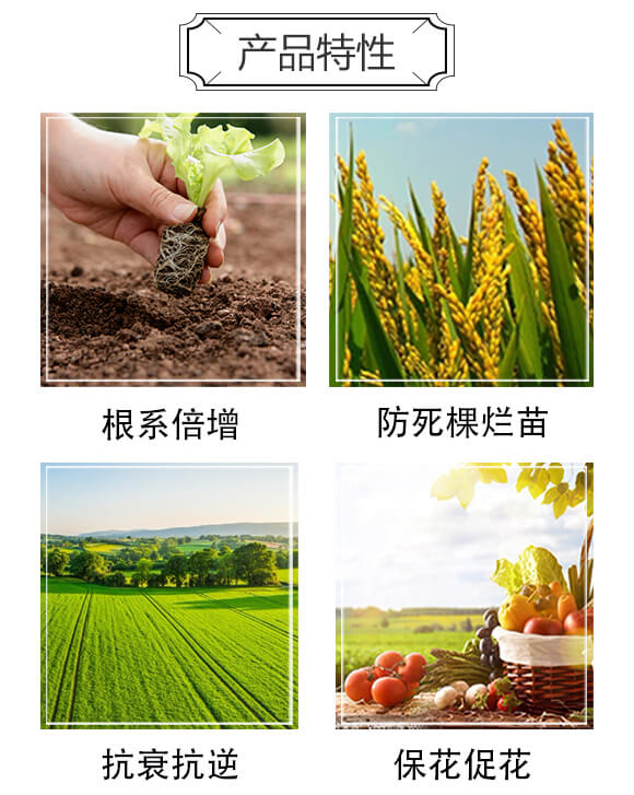 多糖谷氨酸微生物菌劑-美高_03