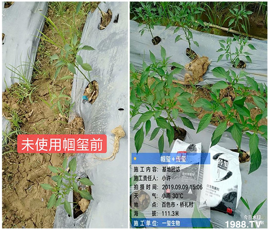 好產(chǎn)品好作用,“一璽生物”微生物菌劑“幗璽”客戶真實反饋!