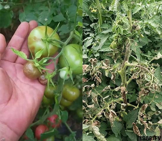 病毒病是如何發(fā)生的?有沒(méi)有好的防治措施?做好這幾個(gè)方面還有救!