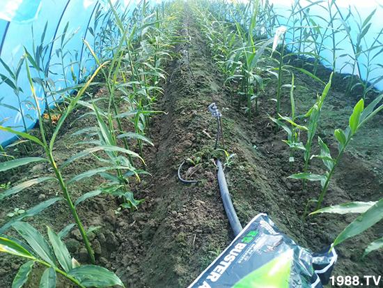     ���׌�Nֲ׃�ø��p����һ���ײͣ�ȫ���䷽����˹�ش󽪠I�B(y��ng)�ײͷ�����