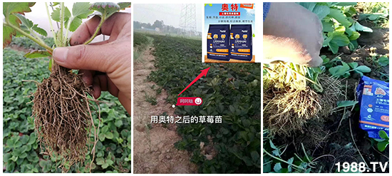     ���׌�Nֲ׃�ø��p����һ���ײͣ�ȫ���䷽����˹�ش󽪠I�B(y��ng)�ײͷ�����