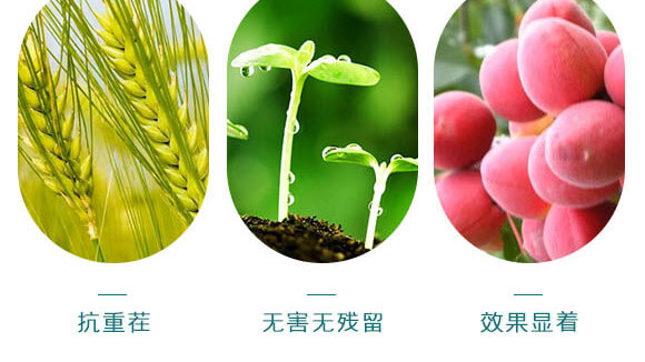 ΢�������-������-Ӣ����_06