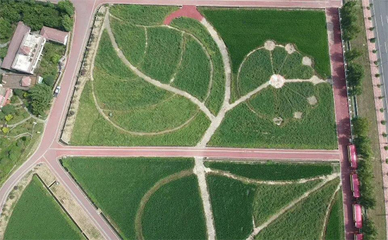 重磅!第七屆成都種業(yè)博覽會(huì)定檔11月18日