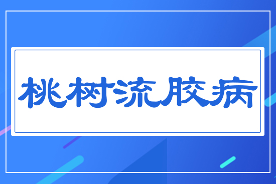 桃樹流膠病