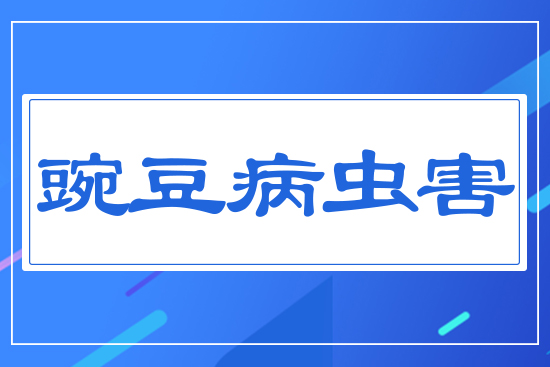 �㶹���x��