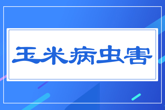 玉米病蟲害