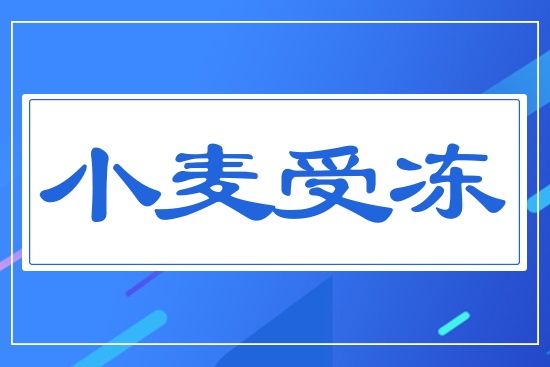 小麥?zhǔn)軆? style=