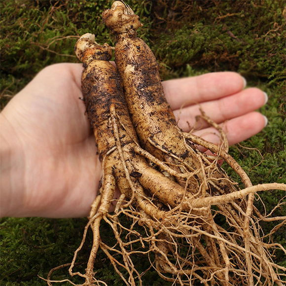 �˅�����΢�������-ʢ̩����2