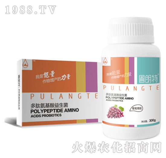 ��������-���İ�����������-������