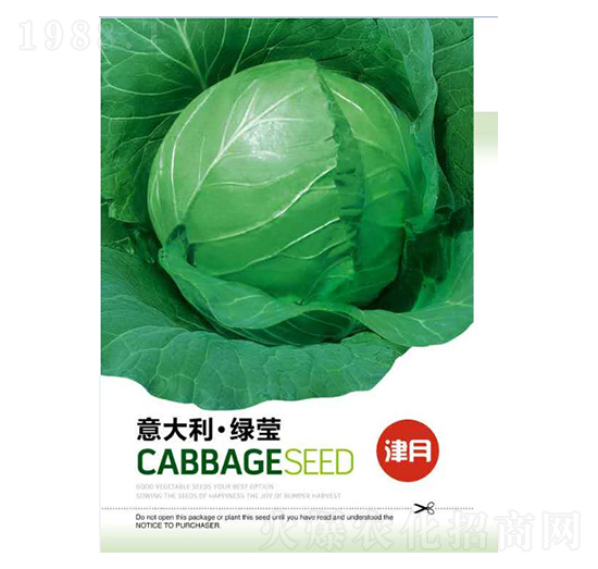 甘藍(lán)種子-意大利綠瑩-邯豐農(nóng)業(yè)