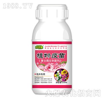 植物疫苗（花卉專(zhuān)用型）-沃豐隆-德強(qiáng)
